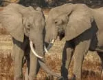 elephants